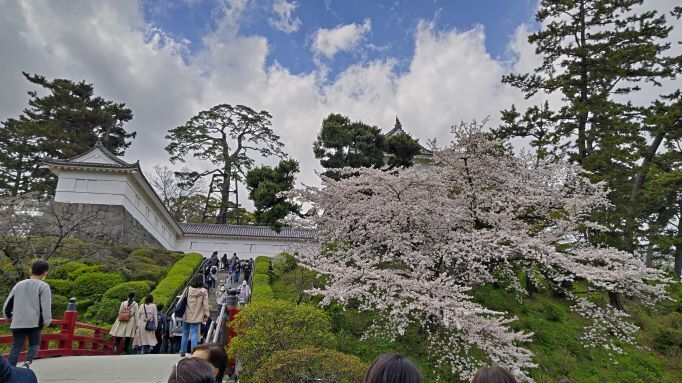 3.29小田原城5JPG.JPG
