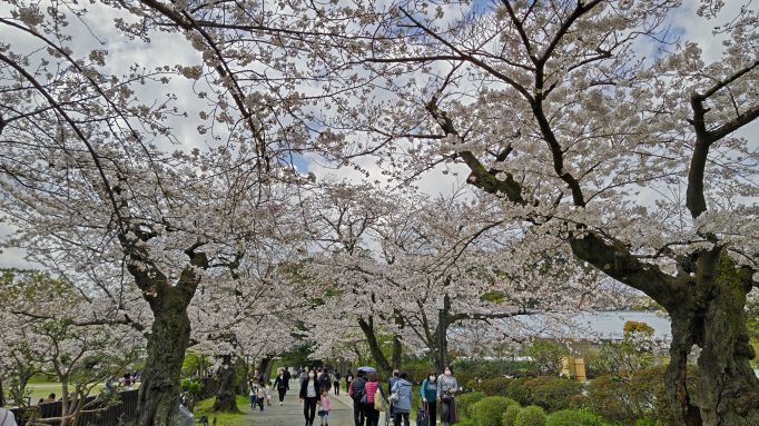 3.29小田原城8.JPG