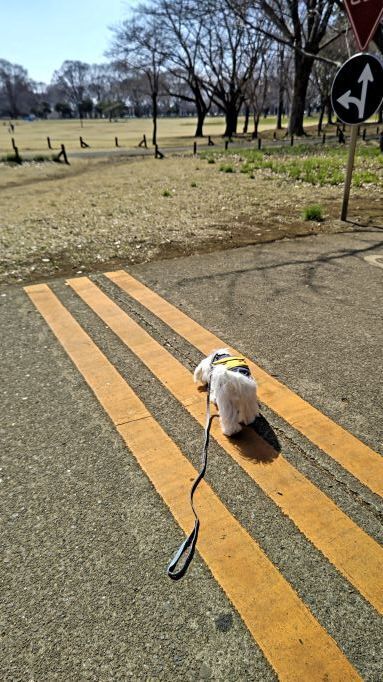 3.7小金井公園14.JPG