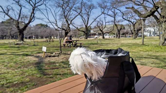 3.7小金井公園18.JPG