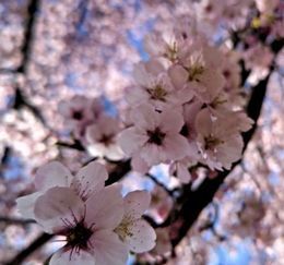 3.7小金井公園さくら.JPG