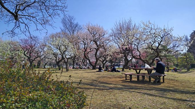 3.7小金井公園梅2.JPG