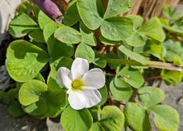 3.9三つ葉の花オキザリス.JPG