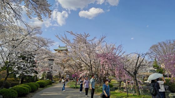 4.14高島城11.jpg