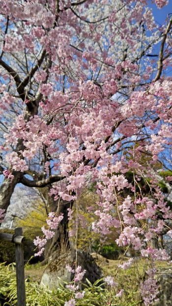 4.14高島城4.jpg