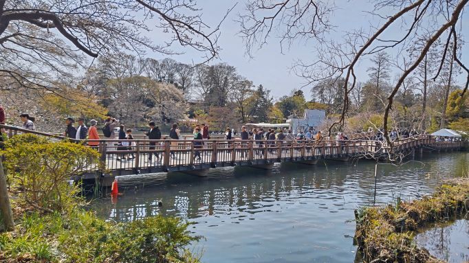 4.2井の頭公園桜1.JPG