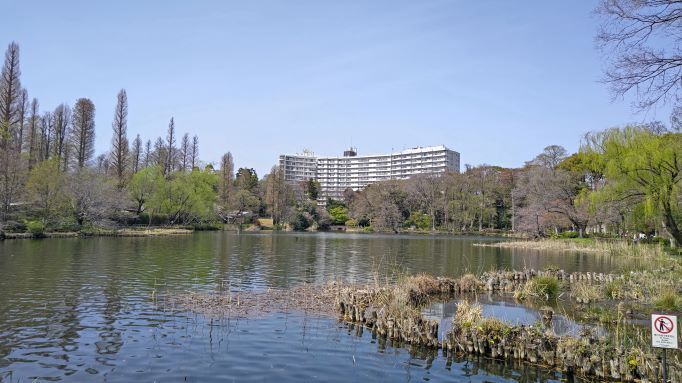 4.2井の頭公園桜2.JPG