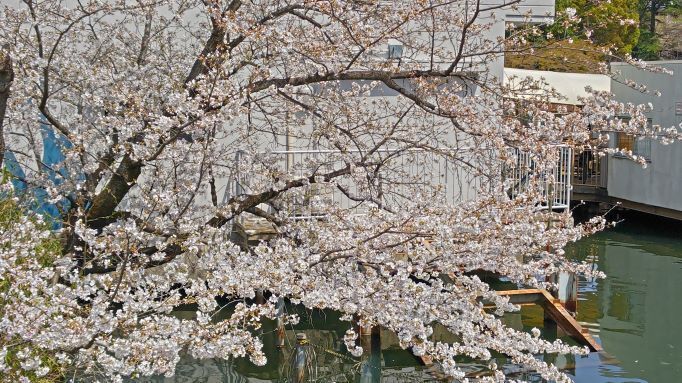 4.2井の頭公園桜5.JPG