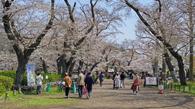 4.2井の頭公園桜6.JPG