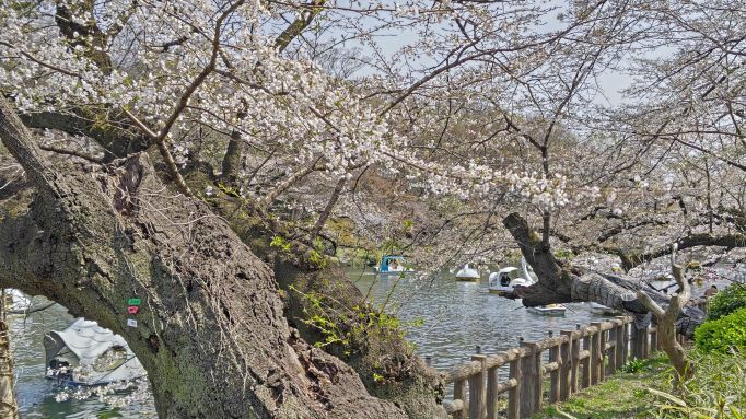 4.2井の頭公園桜7.JPG