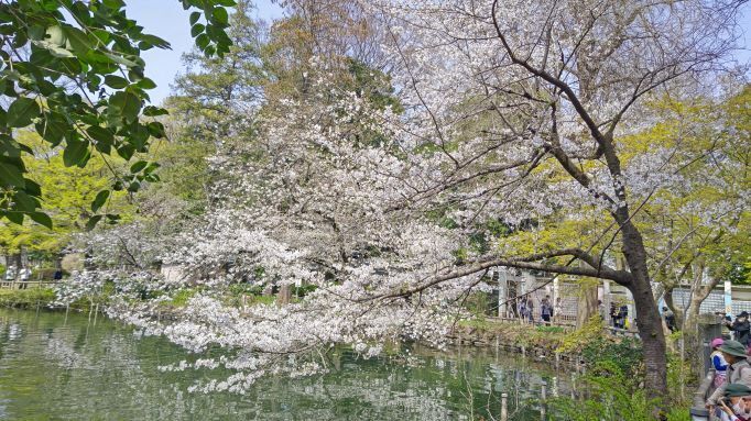 4.2井の頭公園桜8.JPG