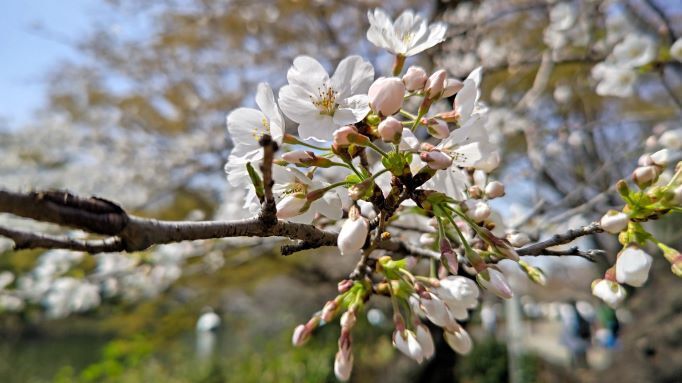 4.2井の頭公園桜9.JPG