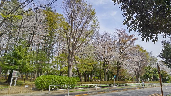 4.7つつじ公園.JPG