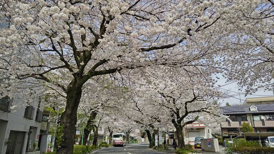 4.7桜.JPG