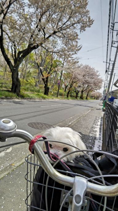 4.7玉川上水桜.JPG