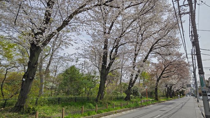 4.7玉川上水桜1.JPG