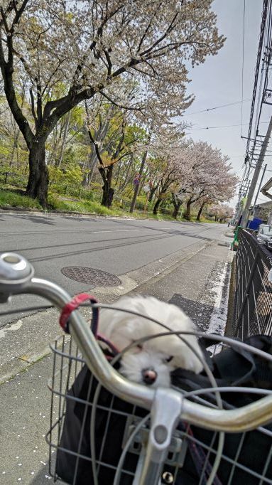 4.7玉川上水桜2.JPG