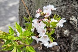 4.7玉川上水桜4.JPG