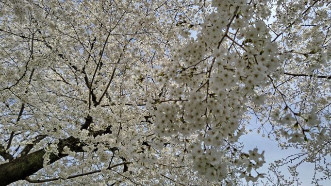 4.7玉川上水桜6.JPG
