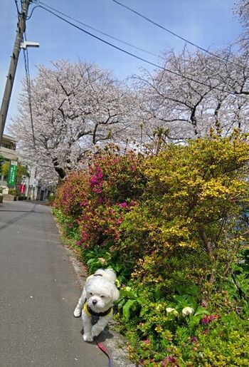 4.7玉川上水桜7.JPG