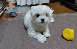 5.11マル1.JPG