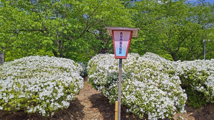 5.12長井つつじ公園.JPG
