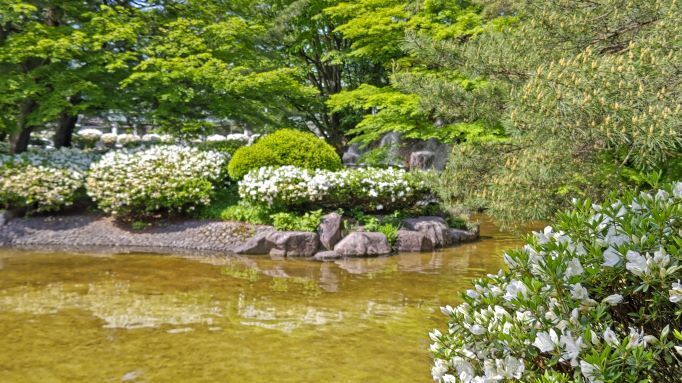 5.12長井つつじ公園2.JPG