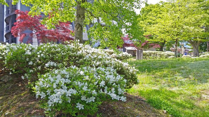 5.12長井つつじ公園3.JPG