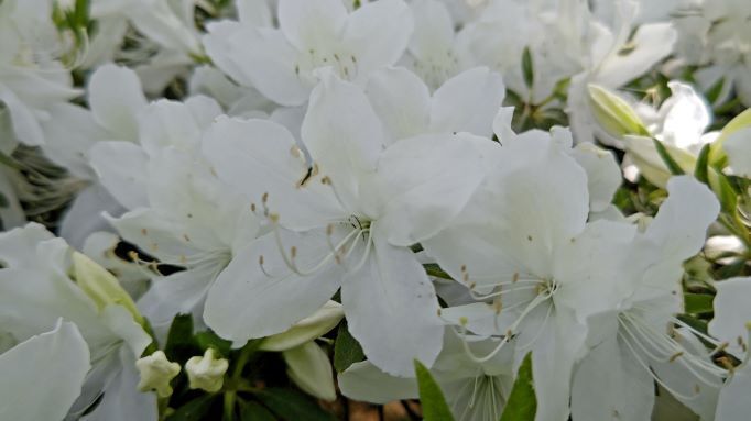 5.12長井つつじ公園8JPG.JPG