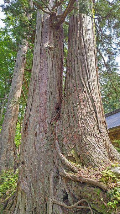 5.13出羽三山29JPG.JPG