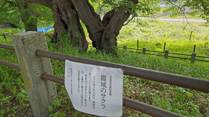 5.13霞城公園14JPG.JPG