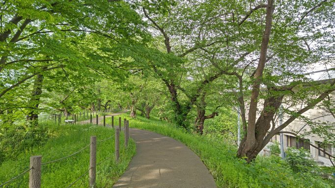 5.13霞城公園9JPG.JPG