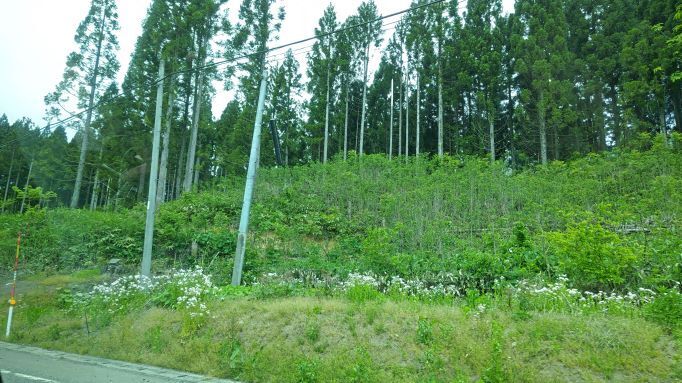5.14新潟290.JPG