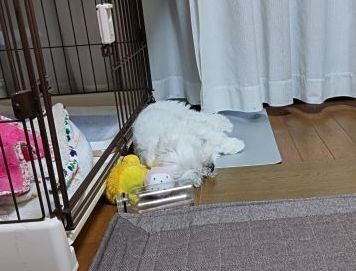 5.7マッ君.JPG