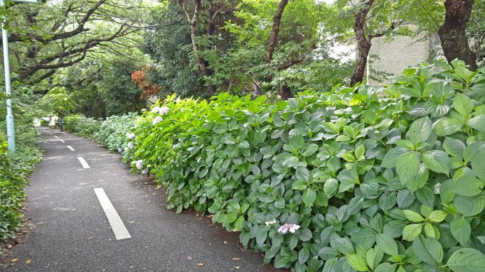 6.13小平紫陽花公園.JPG