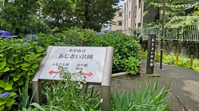 6.13小平紫陽花公園1.JPG