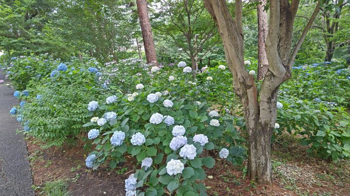 6.13小平紫陽花公園11.JPG