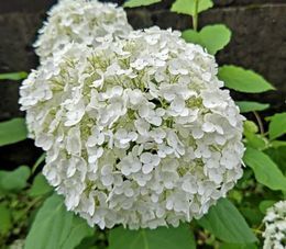 6.13小平紫陽花公園12.JPG