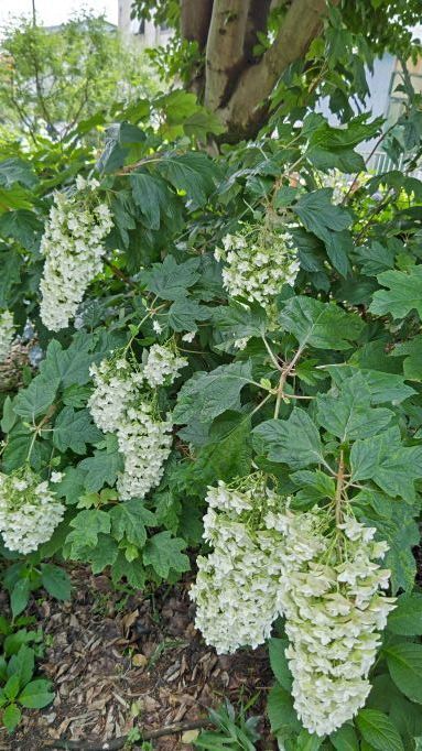 6.13小平紫陽花公園14.JPG