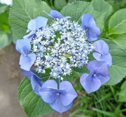 6.13小平紫陽花公園19.JPG