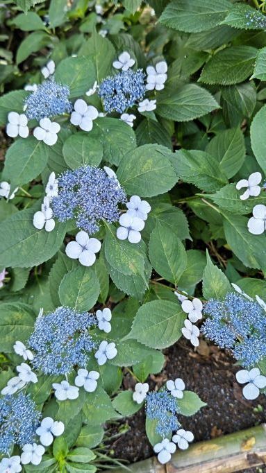 6.13小平紫陽花公園23.JPG