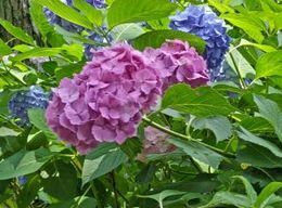 6.13小平紫陽花公園27.JPG