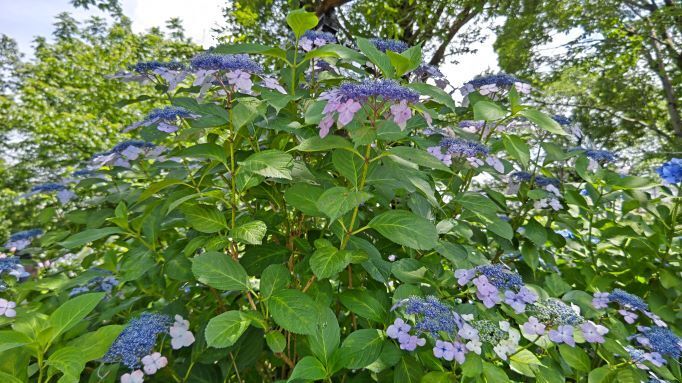 6.13小平紫陽花公園33.JPG