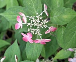 6.13小平紫陽花公園34.JPG