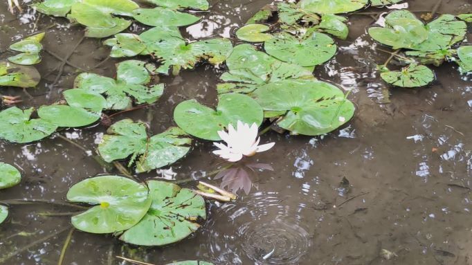 6.13小平紫陽花公園37.JPG