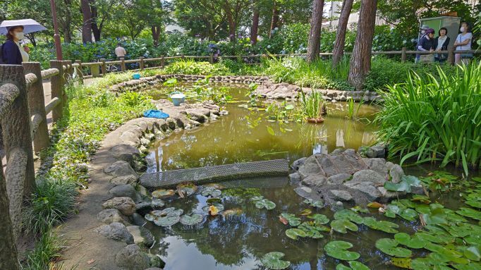 6.13小平紫陽花公園38.JPG