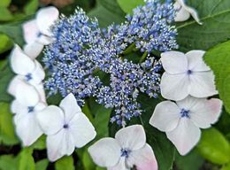 6.13小平紫陽花公園4.JPG