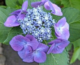 6.13小平紫陽花公園40.JPG