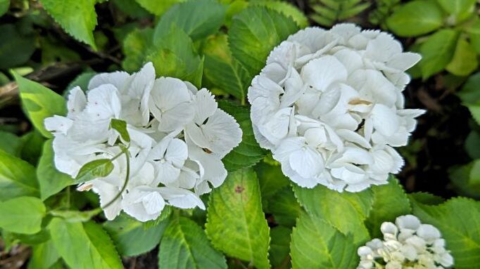 6.13小平紫陽花公園41.JPG