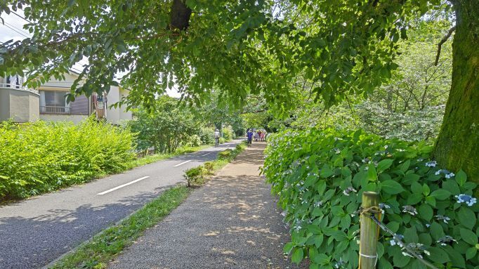 6.13小平紫陽花公園42.JPG